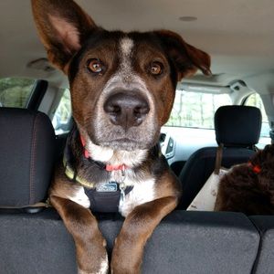 Meet your Posher, Lauren